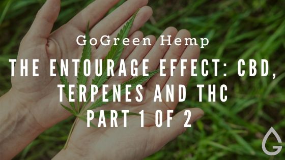 The Entourage Effect: A Practical Guide to CBD, Terpenes, and Cannabinoid Synergy