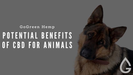 The Endocannabinoid System in Animals: An Educational Guide
