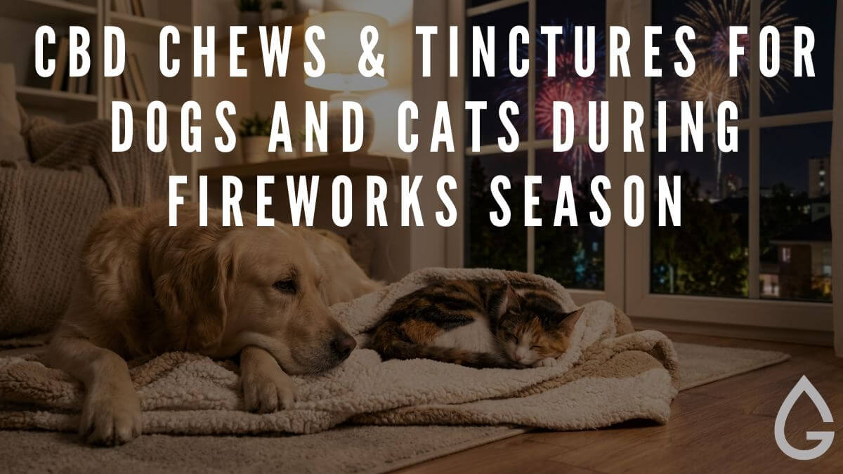 CBD Chews & Tinctures for Dogs and Cats During Fireworks Season