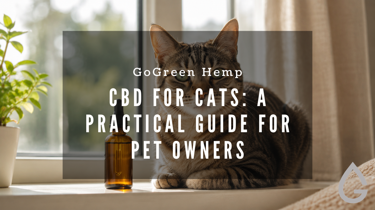 CBD for Cats: A Practical Guide for Pet Owners
