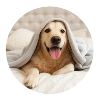 CBD For Pets