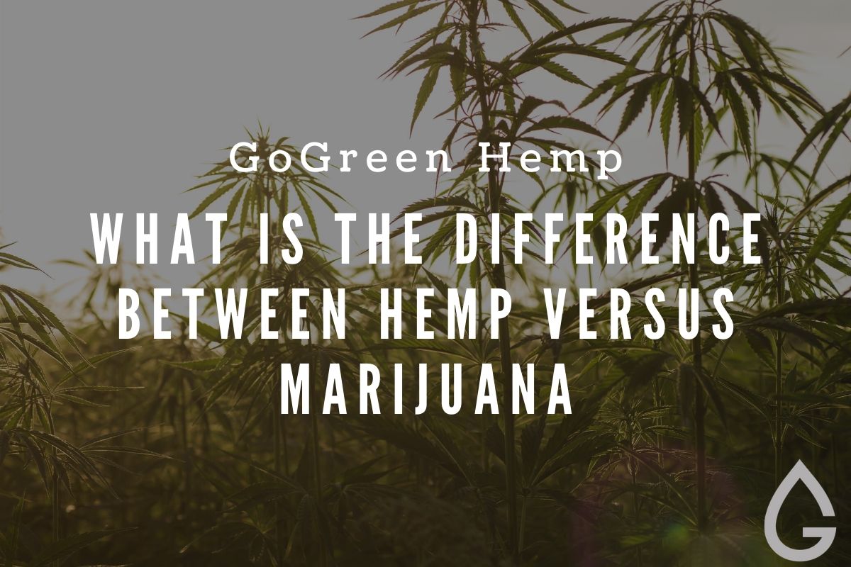 Hemp vs Marijuana: A Practical Guide to the Real Difference