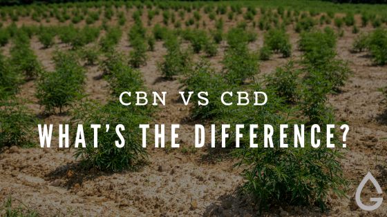 CBD vs CBN: Key Differences, Benefits & Which One Is Right for You