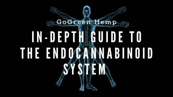 The Endocannabinoid System and CBD: An Educational Guide
