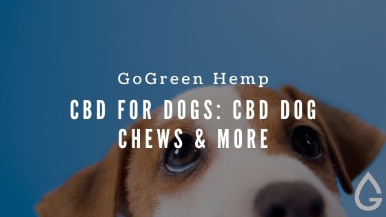 CBD for Dogs: A Practical Guide for Pet Parents