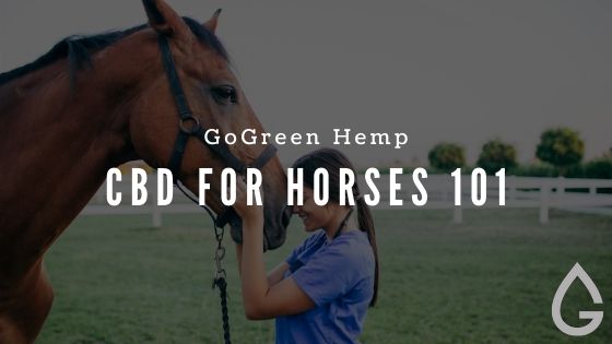 CBD for Horses: A Practical Guide for Equine Owners